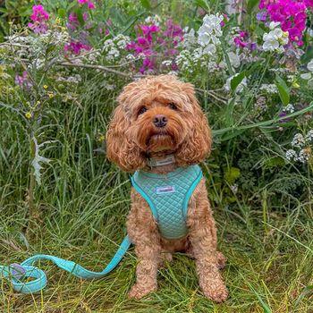 Doodlebone Snappy Mint Quilt Dog Harness 1-2