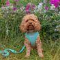 Doodlebone Snappy Mint Quilt Dog Harness 1-2