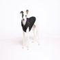 Rufus & Rosie Full Harness Dog Coat, Medium