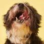 Tuggs Cod Crew Complete Frozen Fresh Dog Food 700g
