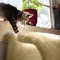Rosewood Luxury Cat Tunnel White