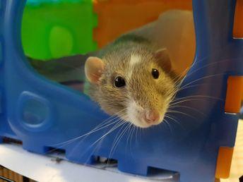 Rat staring out of a cage.