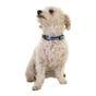 Doodlebone Trendy Tails Padded Dog Collar Blue 1-2