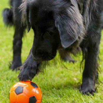 Petface Seriously Strong Treat Football Dog Toy