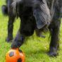Petface Seriously Strong Treat Football Dog Toy