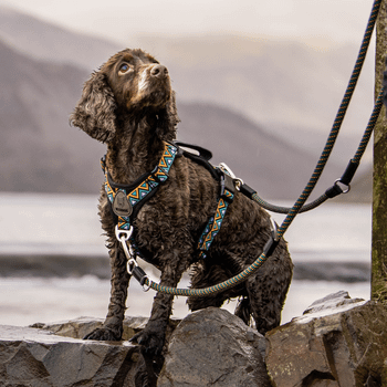 Neerdog GO-B-Flextra Multifunctional Rope Dog Lead Black, Green & Orange