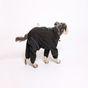 Rufus & Rosie Black Protect-A-Suit, L+