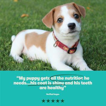 Harringtons Puppy Food Rich in Turkey and Rice 10kg