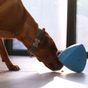 PLAY9 Roolo® Interactive Treat Dispensing Dog Toy