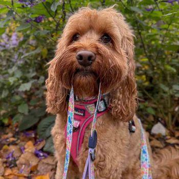 Doodlebone Trendy Tails Control Dog Lead 25mm Pink