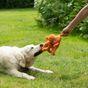 Seriously Strong Mighty Dragon Plush Dog Toy