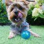 Rosewood Biosafe Puppy Treat Dog Ball Blue