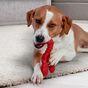 Nylabone Power Chew Lobster Dog Chew Toy - Extra Large