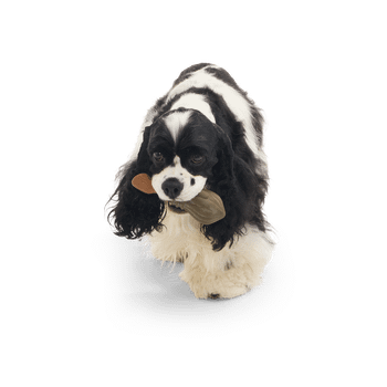 Bark Nimbus 2000 Harry Potter Dog Toy