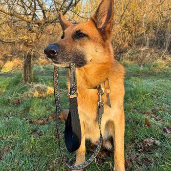 Neerdog Go-Cee-Hollyhock-Lead