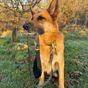 Neerdog Go-Cee-Hollyhock-Lead