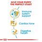 Royal Canin Cavalier King Charles Dry Dog Food 1.5kg