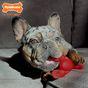 Nylabone Power Chew Lobster Dog Chew Toy - Small