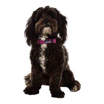 Doodlebone Trendy Tails Padded Dog Collar Purple 6-11