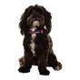 Doodlebone Trendy Tails Padded Dog Collar Purple 6-11