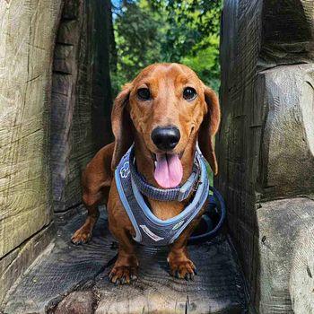 Doodlebone Dinky Dog Collar Blue 1-2