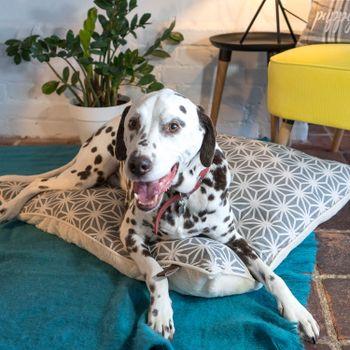 Dream Paws Geometric Pillow Dog Bed Large
