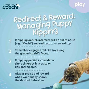 Coachi Puppy & Mini Tuggi Ball Dog Toy Teal & Mint