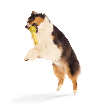 Bark The Golden Snitch Harry Potter Dog Toy