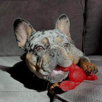Nylabone Power Chew Lobster Dog Chew Toy - Small