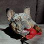 Nylabone Power Chew Lobster Dog Chew Toy - Small