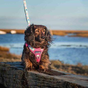 Doodlebone 'With Me' Dog Harness Pink 9-11