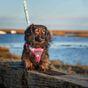 Doodlebone 'With Me' Dog Harness Pink 9-11