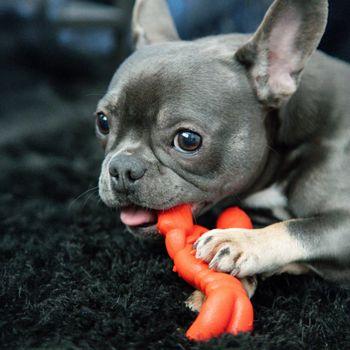 Nylabone Power Chew Lobster Dog Chew Toy - Small