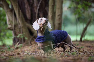 A dachshund wearing a blue sweater stands on forest floor, surrounded by trees and foliage.