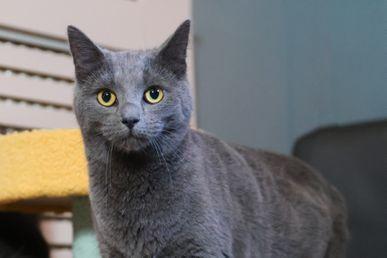 Gray cat with bright yellow eyes standing indoors, looking directly at the camera.