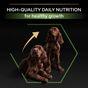 PRO PLAN Large Athletic Puppy Healthy Start Chicken Dry Dog Food 12kg