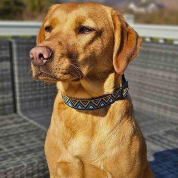 Neerdog Go-Cee-Hollyhock-Collar Large