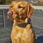 Neerdog Go-Cee-Hollyhock-Collar Large