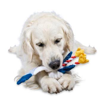 Petface Sammi Seagull Plush Dog Toy