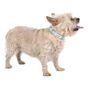 Doodlebone Dinky Dog Collar Mint 1-2
