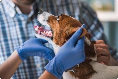 Affordable Vet Services