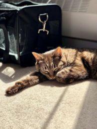 Tabby cat sleeping on a sunlit carpet next to a black pet carrier, with sunlight streaming through a window.