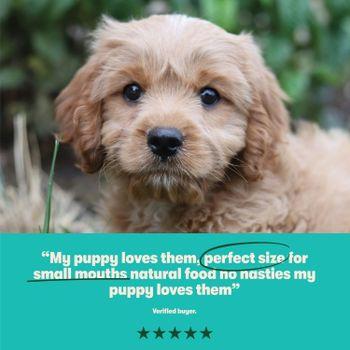 Harringtons Puppy Salmon & Rice Dry Dog Food 10kg 