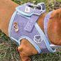 Doodlebone Snappy Dinky Blue Dog Harness 1