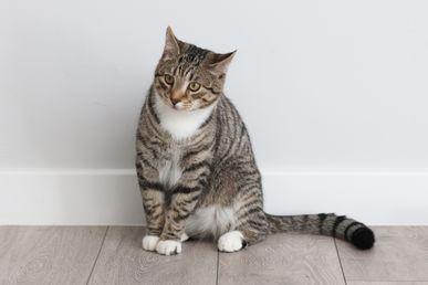 A tabby cat with white paws sits on a wooden floor against a plain white wall, looking slightly to the side.