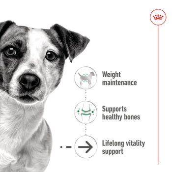 Royal Canin Mini Ageing 8+ Senior Wet Small Dog Food Cans In Loaf 195g