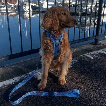 Doodlebone 'With Me' Dog Harness Blue 2-4