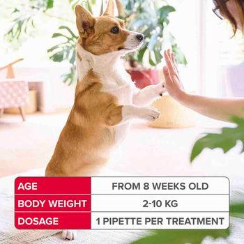 Beaphar FIPROtec Spot-On Flea & Tick Treatment for Small Dogs 2-10kg, 4 Pipettes