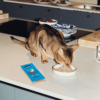 KatKin SPLASH Fresh Fish & Turkey Cat Food 80g