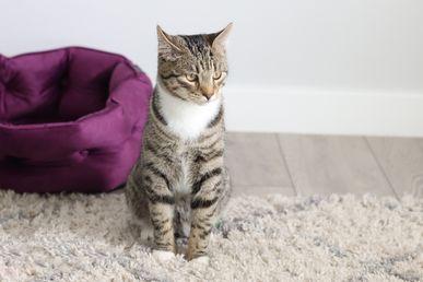 Tabby cat with white chest sitting on a gray rug next to a purple pet bed, against a light-colored wall.